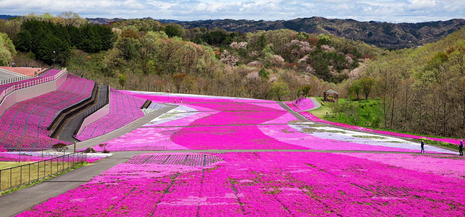 芝桜の写真