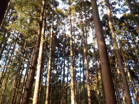 森林環境譲与税を活用し、間伐を実施した森林の様子