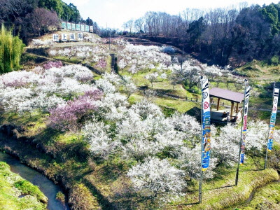 観音山梅の里 の写真