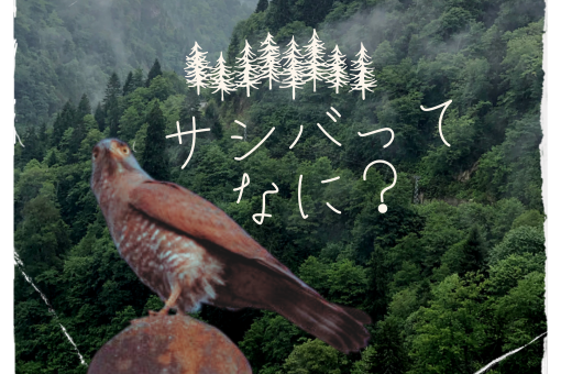 サシバって何？の画像