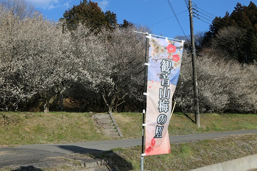 ”青空と梅の写真"