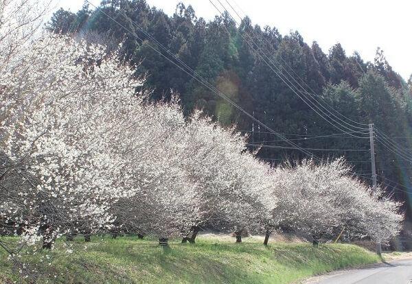 観音山梅の里 の写真